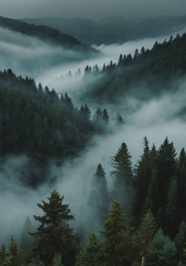 Miško vila